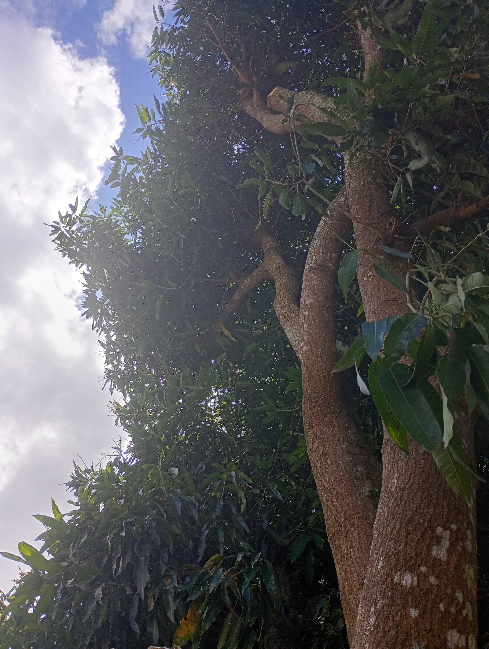 Pedro da poda de árvore 🌳