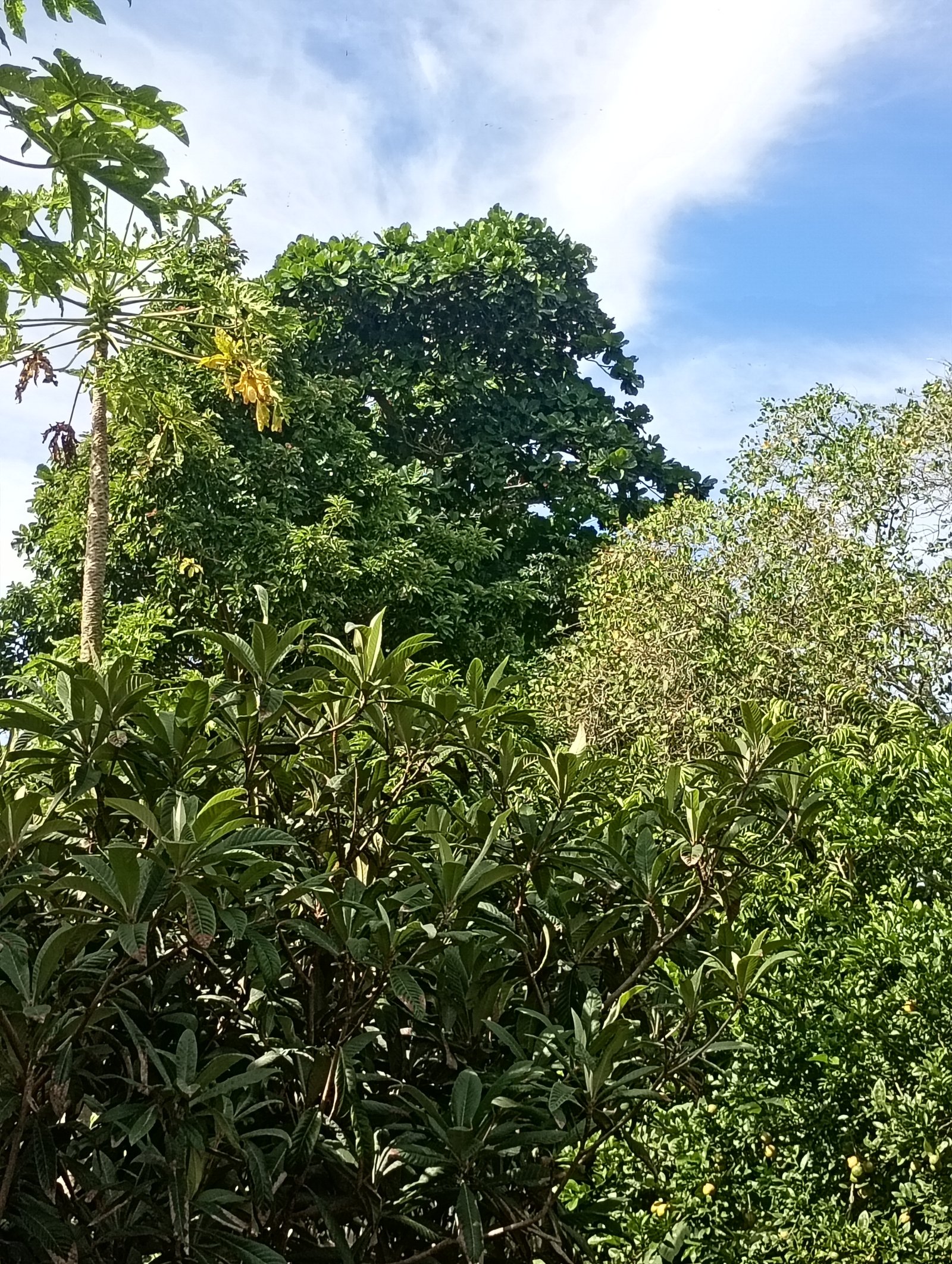 Pedro da poda de árvore 🌳